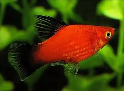 Пецилия красная чернохвостая (Xiphophorus maculatus) — селекционная форма обыкновенной пецилии. Отличительная особенность — контрастные чёрные плавники и хвост на фоне красного, оранжевого или золотистого тела.