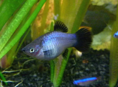 Пецилия голубая неоновая (Blue Platy Fish) — селекционная форма обыкновенной пецилии (Xiphophorus maculatus). Также известна как пецилия «Голубой неон» и пецилия «Голубая луна».