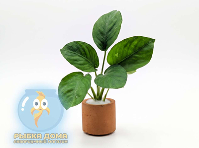 Анубиас бартера изумрудный - Anubias Barteri Emerald Bloom