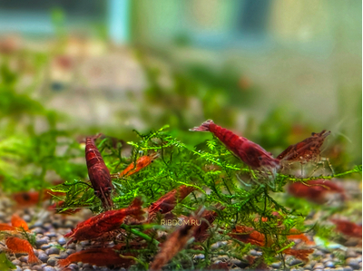 Neocaridina heteropoda «Bloody Mary» (креветка «Кровавая Мэри») — искусственная селекционная форма, выведенная на Тайване. Относится к классу Высшие раки (Malacostraca).