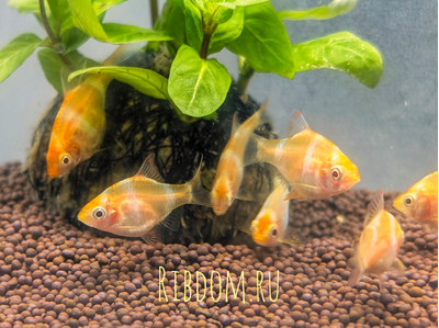 Барбус суматранский альбинос Гонконг (Puntigrus tetrazona 'Albino Hong Kong') — селекционная форма суматранского барбуса (Puntigrus tetrazona). Это активная, стайная аквариумная рыбка.
