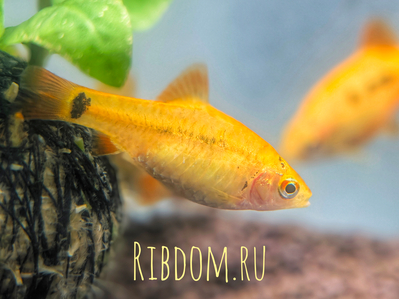 Барбус Шуберта (лат. Barbus semifasciolatus var. schuberti) — небольшая аквариумная рыбка из семейства карповых, искусственная форма зелёного барбуса, полученная селекционным путём американским аквариумистом Томасом Шубертом.