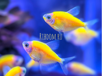 Тернеция GloFish (Gymnocorymbus ternetzi GloFish) — генетически модифицированная форма обычной тернеции, отличительная особенность которой — флуоресценция: способность излучать свет под воздействием синего или ультрафиолетового освещения. Название образовано от английских слов glow («сияющий», «свечение») и fish («рыба»).