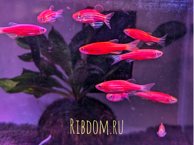 Данио GloFish розовый — генетически модифицированная форма аквариумной рыбки данио рерио (Danio rerio), обладающая яркой флуоресцентной окраской, которая становится более интенсивной под ультрафиолетовым (УФ) светом. Название GloFish происходит от английских слов glow («сияние») и fish («рыба»).