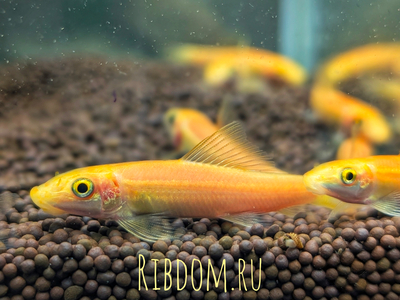 Гиринохейлус (Gyrinocheilus aymonieri), также известный как «китайский водорослеед», — аквариумная рыба, которая помогает бороться с водорослями.
