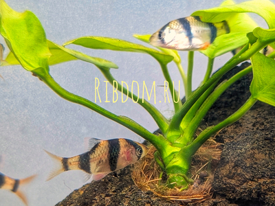 Tiger Barb (Puntius tetrazona) — аквариумная рыбка, которую также называют суматранским барбусом или тигровым барбусом.