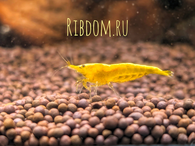 Жёлтая неоновая креветка (Neocaridina heteropoda var. «yellow neon») — селекционная форма пресноводной креветки, выведенная из дикой разновидности Neocaridina heteropoda.Жёлтая неоновая креветка (Neocaridina heteropoda var. «yellow neon») — селекционная форма пресноводной креветки, выведенная из дикой разновидности Neocaridina heteropoda.