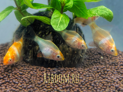 Барбус суматранский альбинос Гонконг (Puntigrus tetrazona 'Albino Hong Kong') — селекционная форма суматранского барбуса (Puntigrus tetrazona). Это активная, стайная аквариумная рыбка.