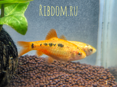 Барбус Шуберта (лат. Barbus semifasciolatus var. schuberti) — небольшая аквариумная рыбка из семейства карповых, искусственная форма зелёного барбуса, полученная селекционным путём американским аквариумистом Томасом Шубертом.
