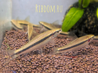 Crossocheilus siamensis (САЕ — от английского Siamese Algae Eater) — сиамский водорослеед, представитель семейства карповых. В аквариумных условиях выступает естественным «санитаром», активно поедая нитчатые водоросли и мягкие зелёные обрастания.