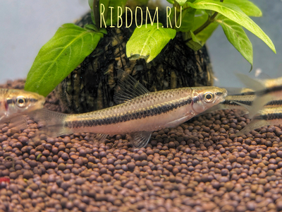 Crossocheilus siamensis (САЕ — от английского Siamese Algae Eater) — сиамский водорослеед, представитель семейства карповых. В аквариумных условиях выступает естественным «санитаром», активно поедая нитчатые водоросли и мягкие зелёные обрастания.