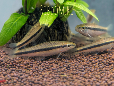 Crossocheilus siamensis (САЕ — от английского Siamese Algae Eater) — сиамский водорослеед, представитель семейства карповых. В аквариумных условиях выступает естественным «санитаром», активно поедая нитчатые водоросли и мягкие зелёные обрастания.