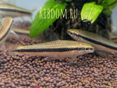 Crossocheilus siamensis (САЕ — от английского Siamese Algae Eater) — сиамский водорослеед, представитель семейства карповых. В аквариумных условиях выступает естественным «санитаром», активно поедая нитчатые водоросли и мягкие зелёные обрастания. Crossocheilus siamensis (САЕ — от английского Siamese Algae Eater) — сиамский водорослеед, представитель семейства карповых. В аквариумных условиях выступает естественным «санитаром», активно поедая нитчатые водоросли и мягкие зелёные обрастания.