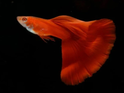 ГУППИ ФУЛ РЕД АЛЬБИНО, КРАСНЫЙ КРАСНОГЛАЗЫЙ - Guppy full red albino