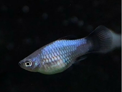 Пецилия голубая неоновая (Blue Platy Fish) — селекционная форма обыкновенной пецилии (Xiphophorus maculatus). Также известна как пецилия «Голубой неон» и пецилия «Голубая луна».