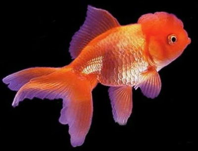 Оранда красная (Red Oranda Goldfish) — короткотелая селекционная форма золотой рыбки. Отличительная особенность — наличие на голове особого жирового нароста, по внешнему виду напоминающего ягоду малины.