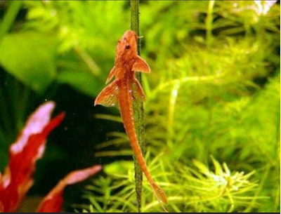 Лорикария красная (Rhineloricaria sp. «Red») — пресноводная лучепёрая рыба из семейства Лорикариевые (Кольчужные) сомы. Отличается необычной формой тела и поведением, считается мирной и неприхотливой в содержании.