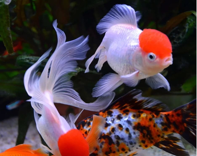 Оранда «Красная шапочка» (Redcap Oranda Goldfish) — короткотелая селекционная форма золотой рыбки. Получила название из-за большого красного нароста на голове, который похож на шапку.