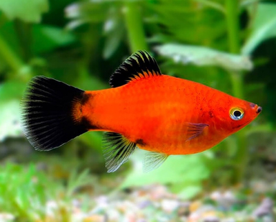 Пецилия красная чернохвостая (Xiphophorus maculatus) — селекционная форма обыкновенной пецилии. Отличительная особенность — контрастные чёрные плавники и хвост на фоне красного, оранжевого или золотистого тела.