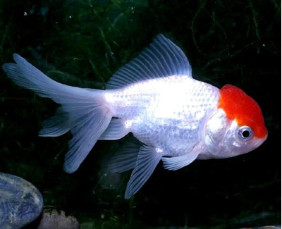 Оранда «Красная шапочка» (Redcap Oranda Goldfish) — короткотелая селекционная форма золотой рыбки. Получила название из-за большого красного нароста на голове, который похож на шапку.