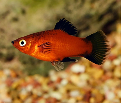 Пецилия красная чернохвостая (Xiphophorus maculatus) — селекционная форма обыкновенной пецилии. Отличительная особенность — контрастные чёрные плавники и хвост на фоне красного, оранжевого или золотистого тела.