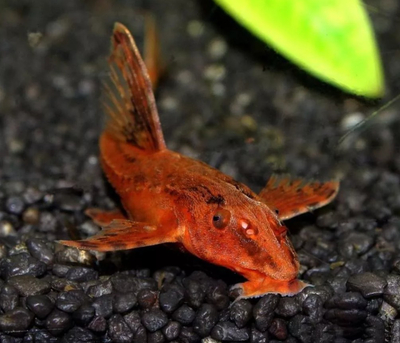 Лорикария красная (Rhineloricaria sp. «Red») — пресноводная лучепёрая рыба из семейства Лорикариевые (Кольчужные) сомы. Отличается необычной формой тела и поведением, считается мирной и неприхотливой в содержании.