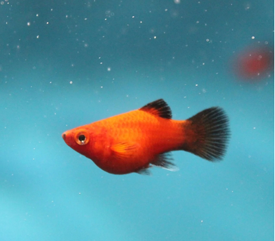 Пецилия красная чернохвостая (Xiphophorus maculatus) — селекционная форма обыкновенной пецилии. Отличительная особенность — контрастные чёрные плавники и хвост на фоне красного, оранжевого или золотистого тела.