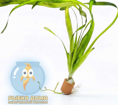 ВАЛЛИСНЕРИЯ ГИГАНТСКАЯ - Vallisneria gigantea
