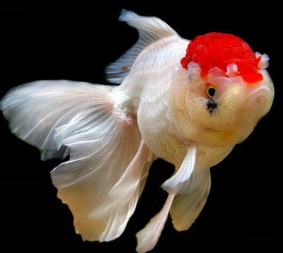 Оранда «Красная шапочка» (Redcap Oranda Goldfish) — короткотелая селекционная форма золотой рыбки. Получила название из-за большого красного нароста на голове, который похож на шапку.