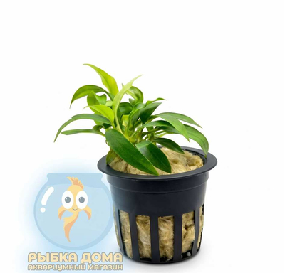 АНУБИАС ЧИЛИ - Anubias chili jalapeno