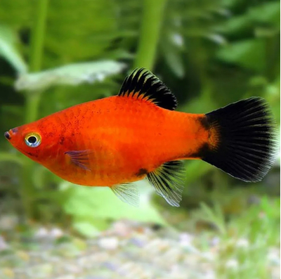 Пецилия красная чернохвостая (Xiphophorus maculatus) — селекционная форма обыкновенной пецилии. Отличительная особенность — контрастные чёрные плавники и хвост на фоне красного, оранжевого или золотистого тела.