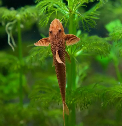 Лорикария красная (Rhineloricaria sp. «Red») — пресноводная лучепёрая рыба из семейства Лорикариевые (Кольчужные) сомы. Отличается необычной формой тела и поведением, считается мирной и неприхотливой в содержании.