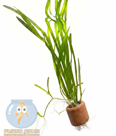 ВАЛЛИСНЕРИЯ - Vallisneria