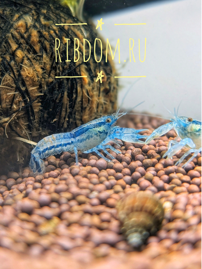 Мексиканский карликовый серый голубой рак (Cambarellus diminutus) — пресноводное ракообразное из отряда Десятиногие раки. Отличается миниатюрными размерами и мраморным окрасом тела.