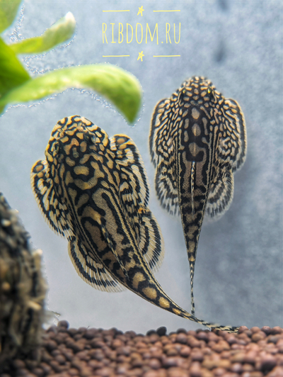 Севелия разлинованная (Sewellia lineolata)

Она же — ретикулированный горный вьюн, псевдоскат, «бабочка». Одна из самых необычных аквариумных рыбок: по форме скорее напоминает ската, чем типичного вьюна. В природе обитает в быстрых горных ручьях Юго-Восточной Азии и приспособлена к жизни в стремительном течении.