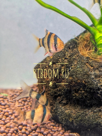 Tiger Barb (Puntius tetrazona) — аквариумная рыбка, которую также называют суматранским барбусом или тигровым барбусом.