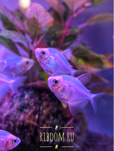 Тернеция GloFish (голубая) — генетически модифицированная форма обычной тернеции (Gymnocorymbus ternetzi), отличительная особенность которой — флуоресценция: способность излучать свет под воздействием синего или ультрафиолетового освещения. Название происходит от английских слов glow («сияющий», «свечение») и fish («рыба»).