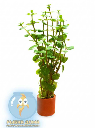 РОТАЛА ИНДИЙСКАЯ - Rotala indica