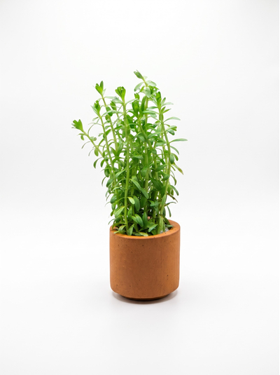 Ротала Наньеншань (Rotala sp. «Nanjenshan») — изящное длинностебельное растение родом с Тайваня, которое ценится акваскейперами за густую игольчатую листву и мягкую, воздушную фактуру