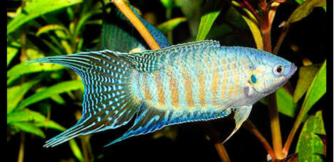 Blue Paradise Fish (макропод, райская рыба) — вид лабиринтовых рыб из семейства макроподовых. Известен под названиями «райская рыбка», «голубая райская» или «голубая гурами»