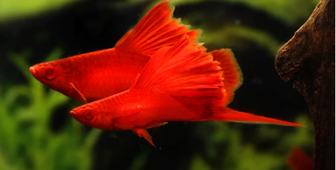 Меченосец красный рубин флаговый (Xiphophorus hellerii «Red Rubin») — аквариумная рыбка из семейства пецилиевых, выведенная в результате селекции. Название дано в честь драгоценного камня — рубина.Меченосец красный рубин флаговый (Xiphophorus hellerii «Red Rubin») — аквариумная рыбка из семейства пецилиевых, выведенная в результате селекции. Название дано в честь драгоценного камня — рубина.