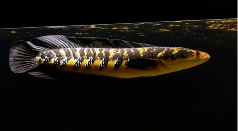 ЗМЕЕГОЛОВ ИМПЕРАТОРСКИЙ ЖЕЛТЫЙ - Channa marulioides Yellow Sentarum