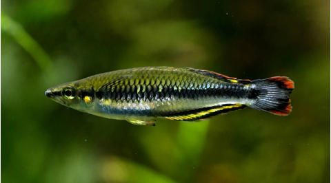 Бедоция мадагаскарская (Bedotia madagascariensis) — пресноводная лучепёрая рыбка из семейства Бедотиевые, эндемик острова Мадагаскар. Также встречается под названием мадагаскарская радужница.Бедоция мадагаскарская (Bedotia madagascariensis) — пресноводная лучепёрая рыбка из семейства Бедотиевые, эндемик острова Мадагаскар. Также встречается под названием мадагаскарская радужница.