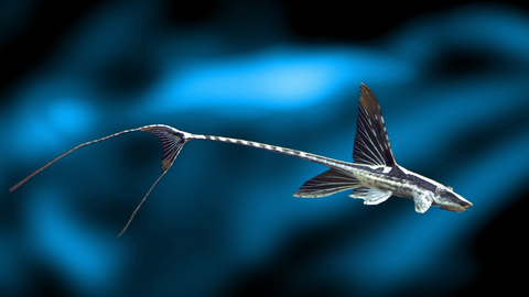 Стурисома панамская (Sturisomatichthys panamense) — пресноводная рыба из семейства Лорикариевых (Кольчужных) сомов, известная необычной внешностью, напоминающей стрекозу.