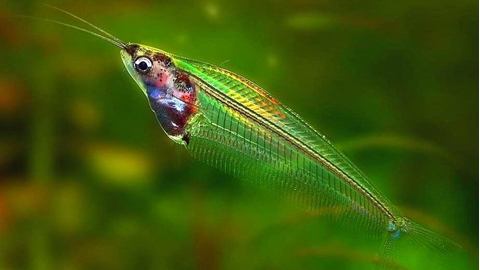 Kryptopterus bicirrhis (двуусый индийский стеклянный сомик, сом-призрак) — пресноводная лучепёрая рыба из семейства сомовых, обитающая в Юго-Восточной Азии.Kryptopterus bicirrhis (двуусый индийский стеклянный сомик, сом-призрак) — пресноводная лучепёрая рыба из семейства сомовых, обитающая в Юго-Восточной Азии.