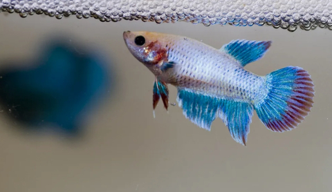 Курочка вуалевая (Veiltail Betta, Betta splendens) — селекционную форму бойцовых рыбок. Это одна из первых искусственно выведенных разновидностей петушков.