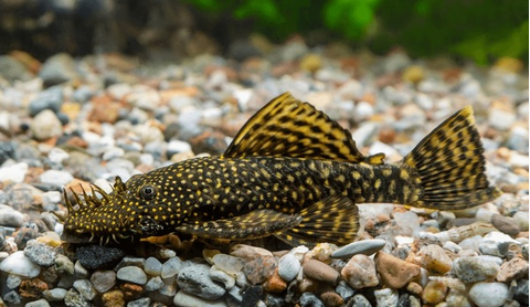 Ancistrus cirrhosus — вид лучепёрых рыб семейства кольчужных сомов, аквариумная рыбка.