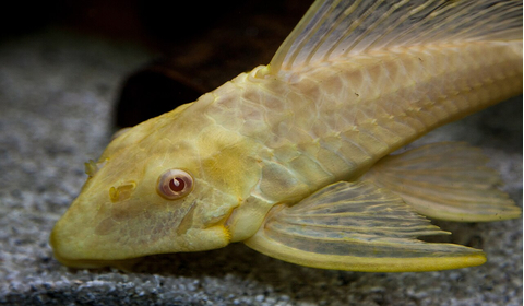 Плекостомус альбинос (Hypostomus plecostomus) — крупный представитель семейства Лорикариевых (Кольчужных) сомов.