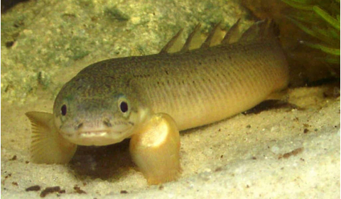 Полиптерус сенегальский (Polypterus senegalus) — вид пресноводных лучепёрых рыб из семейства многопёровых. Относится к двоякодышащим рыбам: плавательный пузырь разделён на две части, одна из которых выполняет функцию лёгкого, позволяя использовать для дыхания атмосферный кислород.