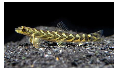Mesonoemacheilus triangularis (вьюн Зодиак, Zodiac Loach) — пресноводная рыба из семейства Nemacheilidae (гольцовые).